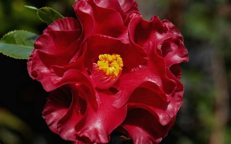 The Black Magic Camellia Japonica: A Flower of Resilience